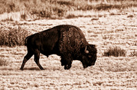 DSC_4407-Edit
