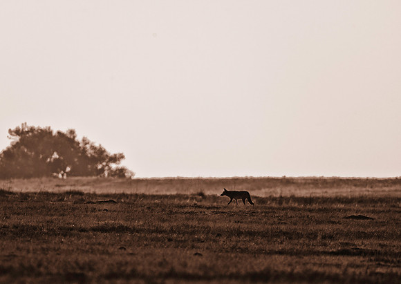 DSC_4426-Edit