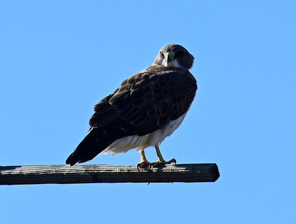 DSC_5042-2