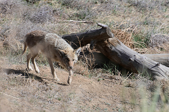 DSC_4116