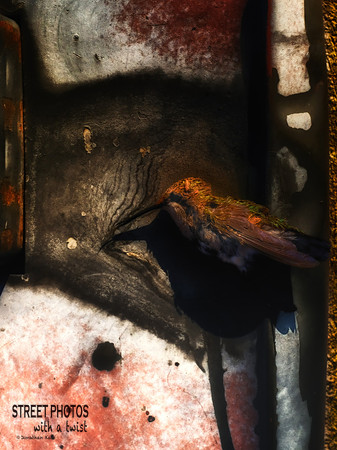 Dead Bird Still Life