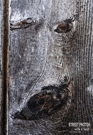 Fence Creature Fixation