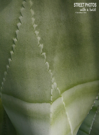Succulent