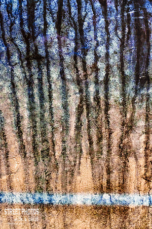 Forest Aglow